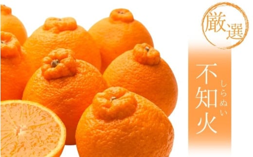 【先行予約】厳選不知火7.5kg+250g（傷み補償分）＜2月より発送＞/ みかん ミカン 有田みかん 柑橘 フルーツ 果物 和歌山 オレンジ【ikd054D】 1503268 - 和歌山県紀美野町