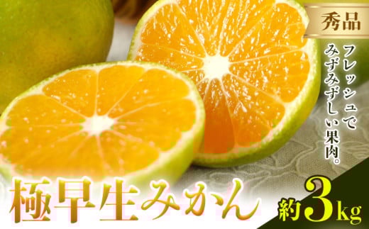 みかん 極早生みかん 秀品 3kg 日本フルーツ株式会社《2025年9月上旬-10月末頃出荷》熊本県 荒尾市 早生みかん 果物 フルーツ スイーツ デザート ギフト ご贈答