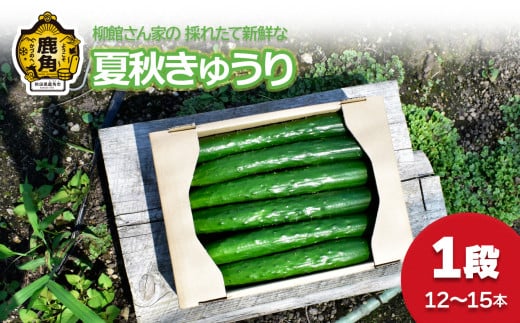 [先行予約]夏秋 きゅうり 1段(12〜15本入)●2025年7月下旬発送開始[柳館 信義]秋田県鹿角産 新鮮 旬 安全 採れたて 胡瓜 国産野菜 お中元 お歳暮 お取り寄せ グルメ ギフト 秋田 あきた 鹿角市 鹿角 送料無料