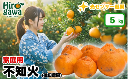不知火 （ しらぬい ） 5kg+250g（痛み補償分） 家庭用 光センサー / デコポン 訳あり 甘い 和歌山 柑橘 ※2月上旬～3月下旬に順次発送 ※北海道・沖縄・離島への配送不可【ikd010-c-5C】