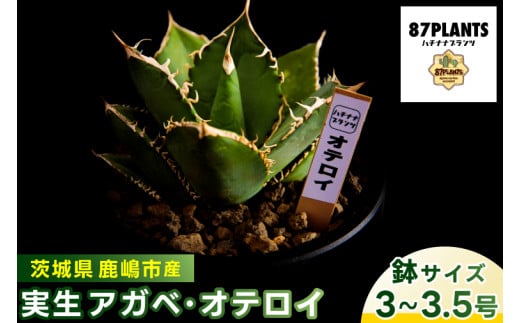 鹿嶋市産 実生アガベ・オテロイ（3～3.5号鉢サイズ）（KCP-11）