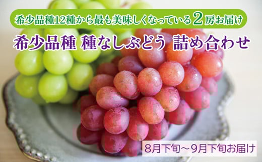 〈2025年 先行予約〉希少品種 種なしぶどう 詰め合わせ （希少品種12種から最も美味しくなっている時期のものを2房お届け）【数量限定】福井県越前市産