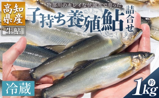 【先行受付】鮎 子持ち鮎 冷蔵 1kg 物部川のキレイな伏流水で育った 養殖鮎 詰合せ カネミツ養鮎 - 国産 アユ あゆ 魚 魚介 海鮮 養殖 川魚 塩焼き 炊き込みご飯 鮎飯 カネミツ養鮎 高知県 香南市 10000円以上 1万円以上 塩焼き kt-0005