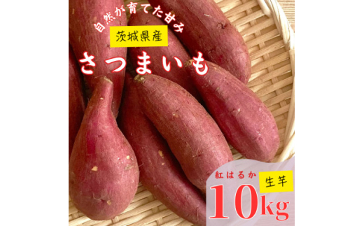 ＜茨城県産＞生さつまいも 紅はるか 10Kg【1437617】