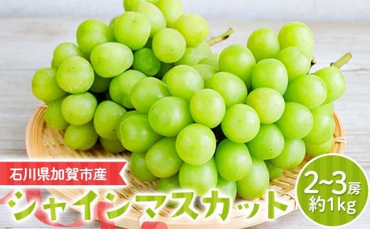 シャインマスカット約1kg 石川県加賀市産(ご家庭用) シャインマスカット マスカット ぶどう ブドウ 葡萄 デザート フルーツ 果物 くだもの 果実 食品 F6P-2629 2159732 - 石川県加賀市