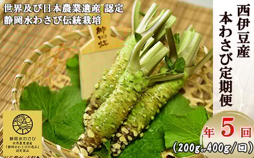 [選べる内容量!わさびの定期便]世界農業遺産認定の本わさび(200g or 400g)を年5回お届け! わさび丼 採れたて 新鮮 冷蔵 西伊豆 伊豆 ギフト