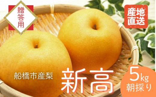 【2025年産先行予約】<贈答用>果汁たっぷりの極上梨「新高・5kg」6~8玉 千葉県 船橋市産 エコチョク