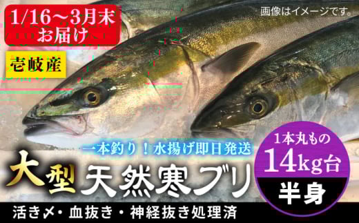 【14キロ台】 【1月16日〜3月末お届け】壱岐島産天然寒ブリ（一本丸ものサイズの半身ブロック） 《壱岐市》【壱岐島　玄海屋】[JBS121]  ぶり 寒ぶり ブリ 魚 刺身 しゃぶしゃぶ 