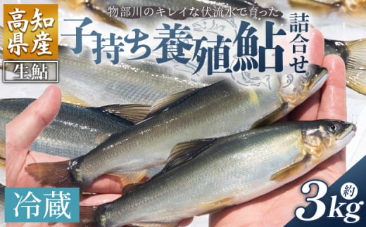 【先行受付】鮎 子持ち鮎 冷蔵 3kg 物部川のキレイな伏流水で育った 養殖鮎 詰合せ カネミツ養鮎 - 国産 アユ あゆ 魚 魚介 海鮮 養殖 川魚 塩焼き 炊き込みご飯 鮎飯 カネミツ養鮎 高知県 香南市 10000円以上 1万円以上 塩焼き kt-0006