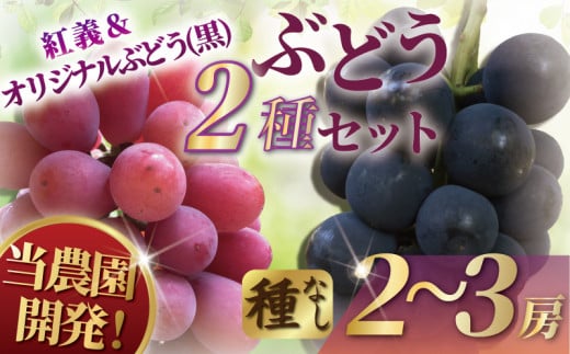 ぶどう 湘南オリジナルぶどうセット 産地直送 果物 くだもの デザート フルーツ 旬のフルーツ 葡萄 ブドウ 赤ぶどう 種無し 種なし 高級 お中元 贈り物 贈答 ギフト 神奈川 湘南 藤沢 1389871 - 神奈川県藤沢市