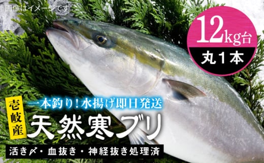 【12キロ台】壱岐島産天然寒ブリ（4～14キロ台・丸もの） 《壱岐市》【壱岐島　玄海屋】[JBS108] ぶり 寒ぶり ブリ 魚 刺身 しゃぶしゃぶ のし プレゼント ギフト