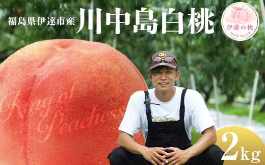 キングオブピーチ 桃 「川中島白桃」約2kg（6～8玉）川中島白桃 伊達の桃 桃 もも モモ 果物 くだもの フルーツ 国産 食品 F21C-145 2071936 - 福島県伊達市