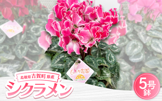 ＜お届け:11月下旬～12月＞シクラメン　5号鉢【1262736】