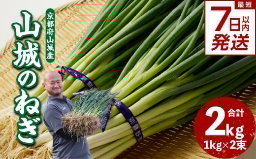【スピード発送】最短7日以内発送！！山城のねぎ 2kg 京野菜 ねぎ 山城のねぎ 京都府 木津川市 ねぎ 【001-13-S】
