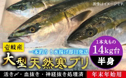【14キロ台】 【11/1〜1/15お届け 年末年始用】天然 寒ブリ（一本丸ものサイズの半身ブロック） 《壱岐市》【壱岐島　玄海屋】[JBS123]  ぶり 寒ぶり ブリ 魚 刺身 しゃぶしゃぶ