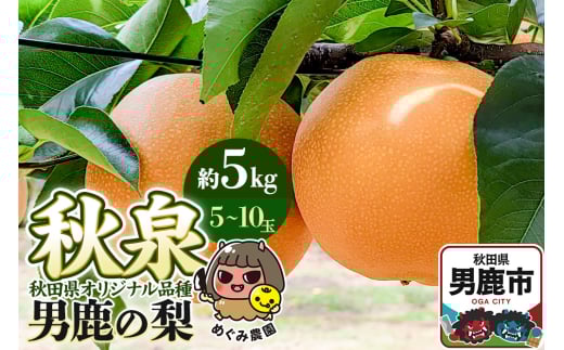 先行受付 男鹿の梨 秋田県オリジナル品種 秋泉 約5kg 5～10玉 梨 秋田県 男鹿市 ＜めぐみ農園＞