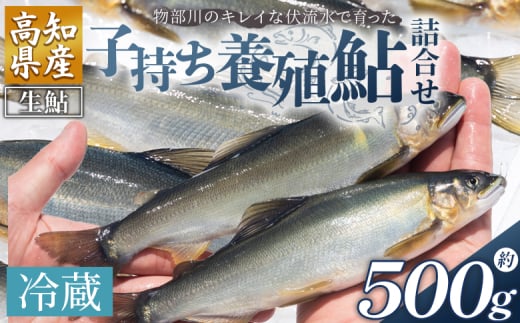 【冷蔵】鮎 子持ち鮎 500g 先行受付 物部川のキレイな伏流水で育った 養殖鮎 詰合せ カネミツ養鮎 - 国産 アユ あゆ 魚 魚介 海鮮 養殖 川魚 塩焼き 炊き込みご飯 鮎飯 カネミツ養鮎 高知県 香南市 10000円以上 1万円以上 塩焼き kt-0004