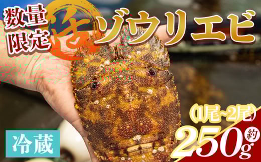 【数量限定】活 ゾウリエビ 計250g（1尾～2尾) - 海老 国産 エビ えび 海鮮 魚介 産地直送 プリプリ 味噌汁 刺身 焼き物 汁物 えび蔵 高知県 香南市 冷蔵 10000円以上 1万円以上 eb-0018
