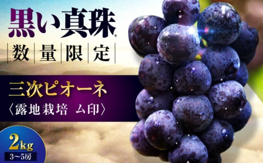 【先行予約】【9月上旬以降順次発送】 三次ピオーネ 露地栽培ム印 2kg （3〜5房） 70セット限定 ぶどう ピオーネ 葡萄 ブドウ フルーツ 果物 三次市 / 三次ピオーネ生産組合 [APBD003]