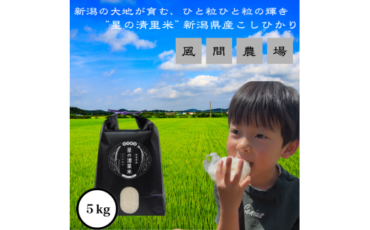 【先行予約　10月中旬より順次出荷】令和7年度産　新潟県上越市産　従来コシヒカリ　精米済5kg こしひかり お米 米 精米 新潟県 上越市 1942555 - 新潟県上越市