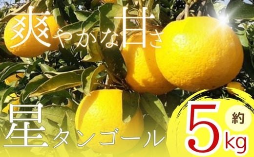 [先行予約]星タンゴール5kg ※4月上旬より出荷開始予定 みかん 柑橘 ミカン mikan オレンジ おれんじ フルーツ 果物 果汁 高知県 高知県室戸市 人気 おすすめ くだもの サマー清見 ジューシー 甘味 酸味 産地直送 農家直送 数量