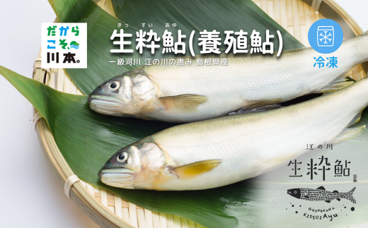080340【一級河川・江の川の恵み・島根県産】生粋鮎（養殖鮎）・冷凍　800ｇ