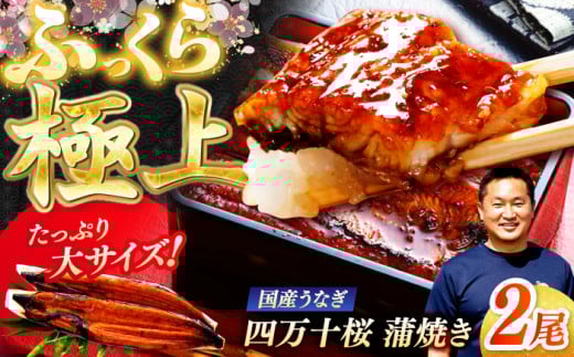 極上国産うなぎ四万十桜 蒲焼き2尾 たっぷり大サイズ / 国産 高知 四万十 うなぎ ウナギ 鰻 蒲焼き うな重 惣菜 贅沢 [有限会社もりた] [ATHE001]