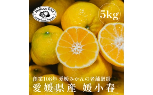 ＜黄色いのに驚きの甘さ＞媛小春 5kg＜老舗農家厳選＞＜G70-86＞【1633362】