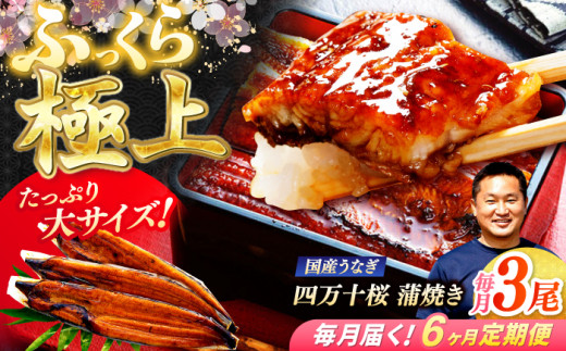 【6回定期便】 極上国産うなぎ四万十桜 蒲焼き3尾 たっぷり大サイズ / 国産 高知 四万十 うなぎ ウナギ 鰻 蒲焼き うな重 惣菜 贅沢 【有限会社もりた】 [ATHE010] 2142924 - 高知県高知市
