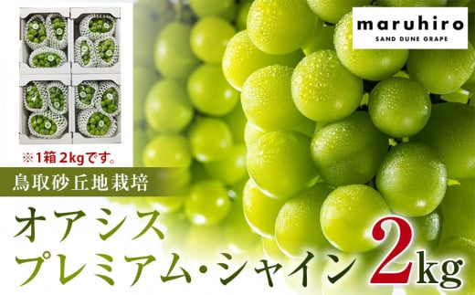 542.【先行予約】オアシス・プレミアム・シャイン 2kg（鳥取砂丘地栽培） ※2025年8月下旬頃～10月下旬頃に順次発送 【シャインマスカット マスカット 葡萄 ブドウ ぶどう 産地直送 フルーツ 果物 甘い 鳥取県 北栄町 おすすめ 人気】 554530 - 鳥取県北栄町