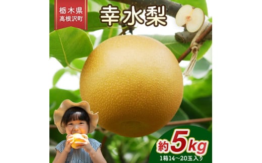 幸水梨 5kg 梨 栃木県産 ※2025年8月上旬～8月中旬頃に順次発送予定 ※北海道・沖縄・離島への配送不可