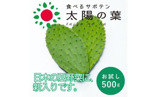 [期間限定]食べるサボテン 太陽の葉 フレッシュリーフ(新芽限定・お試し500g)