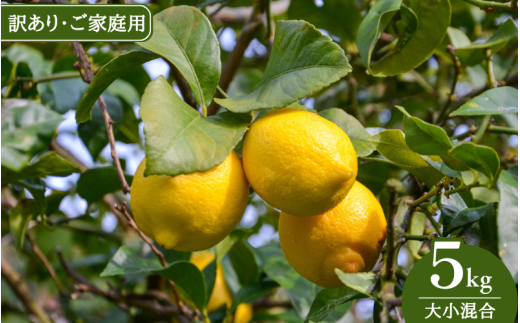 【来シーズン先行予約】《訳あり・ご家庭用》和歌山県産完熟レモン（5kg・大小混合）皮まで使用可能！【2026年1月中旬より順次発送予定】 / れもん ワケアリ ノーワックス 柑橘 産地直送 由良町 和歌山【uttn024】