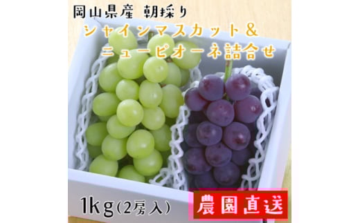 朝採りシャインマスカット&ニューピオーネ　計1kg【1632463】