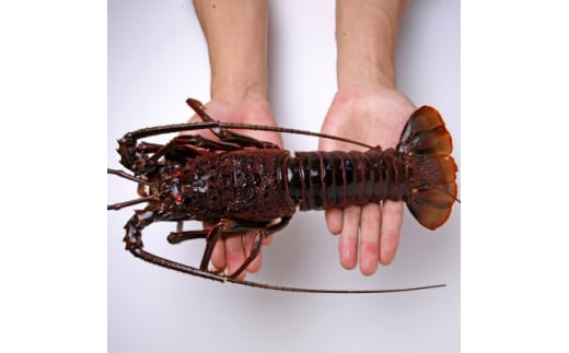 活〆冷凍伊勢海老 1.2kg【1607919】