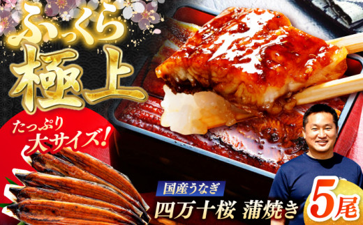 極上国産うなぎ四万十桜 蒲焼き5尾 たっぷり大サイズ / 国産 高知 四万十 うなぎ ウナギ 鰻 蒲焼き うな重 惣菜 贅沢 【有限会社もりた】 [ATHE004] 2142918 - 高知県高知市