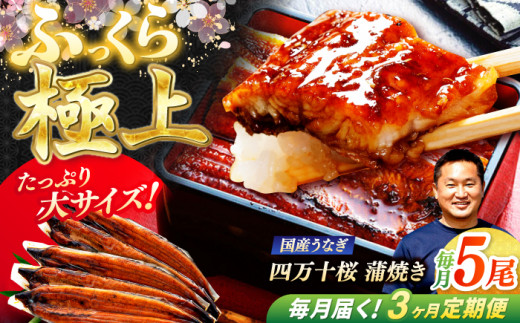 【3回定期便】極上国産うなぎ四万十桜 蒲焼き5尾 たっぷり大サイズ / 国産 高知 四万十 うなぎ ウナギ 鰻 蒲焼き うな重 惣菜 贅沢 【有限会社もりた】 [ATHE009] 2142923 - 高知県高知市