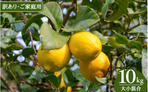 【来シーズン先行予約】《訳あり・ご家庭用》和歌山県産完熟レモン（10kg・大小混合）皮まで使用可能！【2026年1月中旬より順次発送予定】 / れもん ワケアリ ノーワックス 柑橘 産地直送 由良町 和歌山【uttn026】