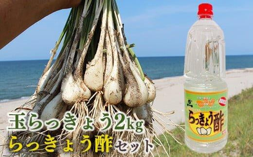 328.【先行予約】朝堀り玉らっきょうと老舗のらっきょう酢セット ※5月中旬～6月下旬頃に順次発送予定【らっきょ らっきょう 漬物 鳥取県 北栄町 おすすめ 人気 送料無料】 661202 - 鳥取県北栄町