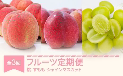 【先行予約】フルーツ定期便 全3回 白桃 すもも シャインマスカット 秀品 2025年産 令和7年産 ※沖縄・離島への配送不可 sb-fthps3 2134111 - 山形県村山市