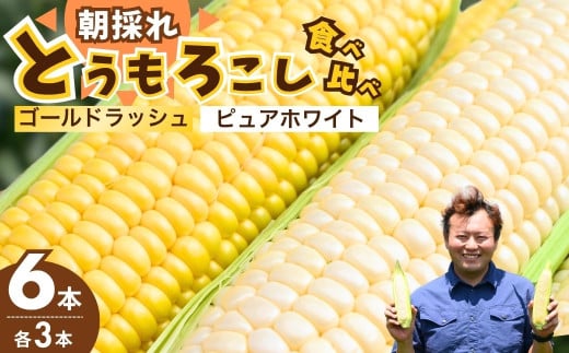 とうもろこし ゴールドラッシュ ピュアホワイト 食べ比べ 6本セット | トウモロコシ コーン 白とうもろこし 黄色とうもろこし 白黄色 夏野菜 野菜 採れたて 朝採れ 新鮮 アップヒルファーム 埼玉県 所沢市