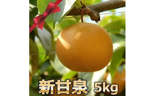290.【先行予約】新甘泉 5kg前後(5~18玉前後)※8月中旬~9月中旬頃に順次発送予定【先行予約 梨 なし 果物 フルーツ くだもの 鳥取県 北栄町 おすすめ 人気 送料無料】