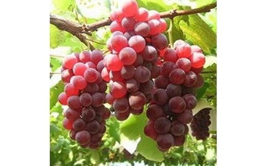 959.ぶどう デラウェア 900g前後 ※2025年8月上旬〜8月中旬頃に順次発送予定 ※北海道・沖縄・離島への発送不可