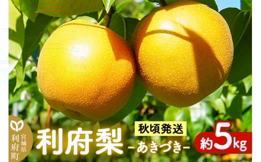 数量限定 利府梨（あきづき）約5kg（10