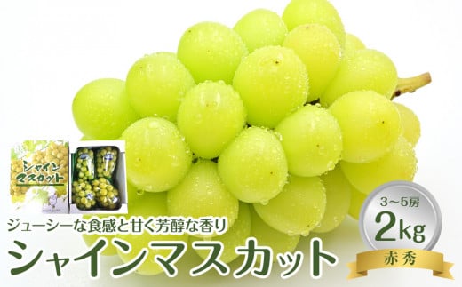 736.【先行予約】【JA】シャインマスカット 赤秀2kg箱（3～5房入） ※着日指定不可 ※離島への配送不可 ※2025年9月初旬頃～9月中旬頃に順次発送予定【シャインマスカット シャイン マスカット ぶどう ブドウ 葡萄 赤秀 フルーツ 果物 鳥取県 北栄町 おすすめ 人気】 817506 - 鳥取県北栄町