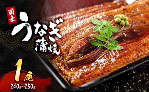「国産うなぎ蒲焼」1尾(240g～250g)[№5385-0631]