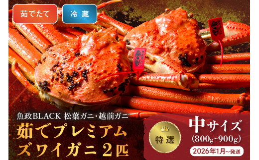 【蟹の匠 魚政】茹で　プレミアムズワイガニ 魚政BLACK（松葉ガニ・越前ガニ）特撰 中サイズ（800～900g） 2匹セット　 (2026年1月～発送)【土日祝】　松葉蟹 蟹 かに カニ ガニ がに ボイル 海産物 甲殻類 海の幸 まるごと　UO01305