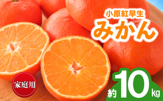 先行予約 みかん 蜜柑 約10kg 小原紅早生 小原紅早生みかん 柑橘 オレンジ 果物 フルーツ 果実 旬 家庭用 11月下旬～12月下旬 配送 香川県 丸亀市