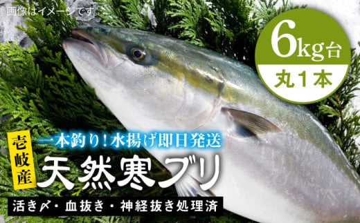 【6キロ台】壱岐島産天然寒ブリ（4～14キロ台・丸もの） 《壱岐市》【壱岐島　玄海屋】[JBS124] ぶり 寒ぶり ブリ 魚 刺身 しゃぶしゃぶ のし プレゼント ギフト
