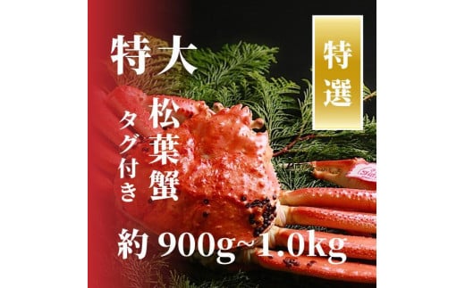 【特選】松葉ガニ 特大サイズ 約900g～1kg タグ付(茹で) 1543334 - 鳥取県鳥取市